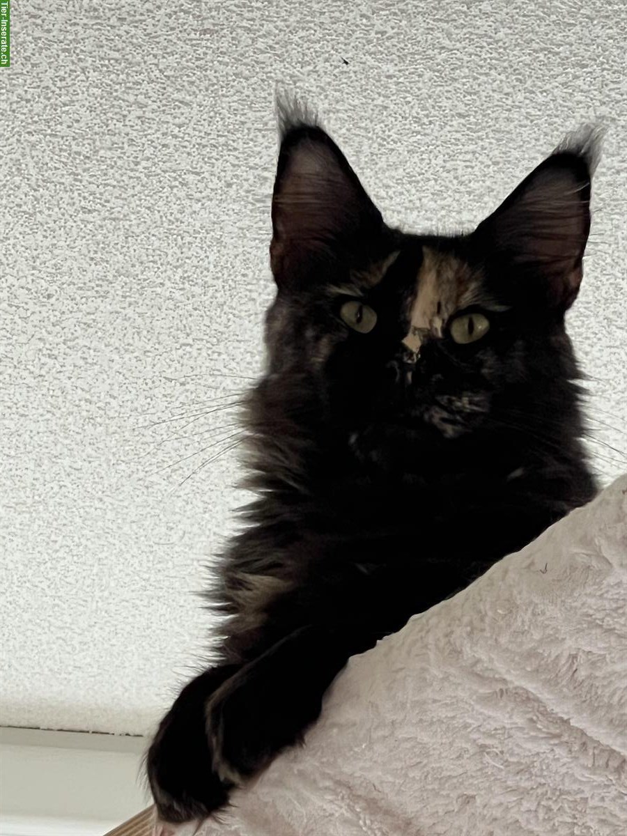 Maine Coon Kätzin Joyce vom Langholz