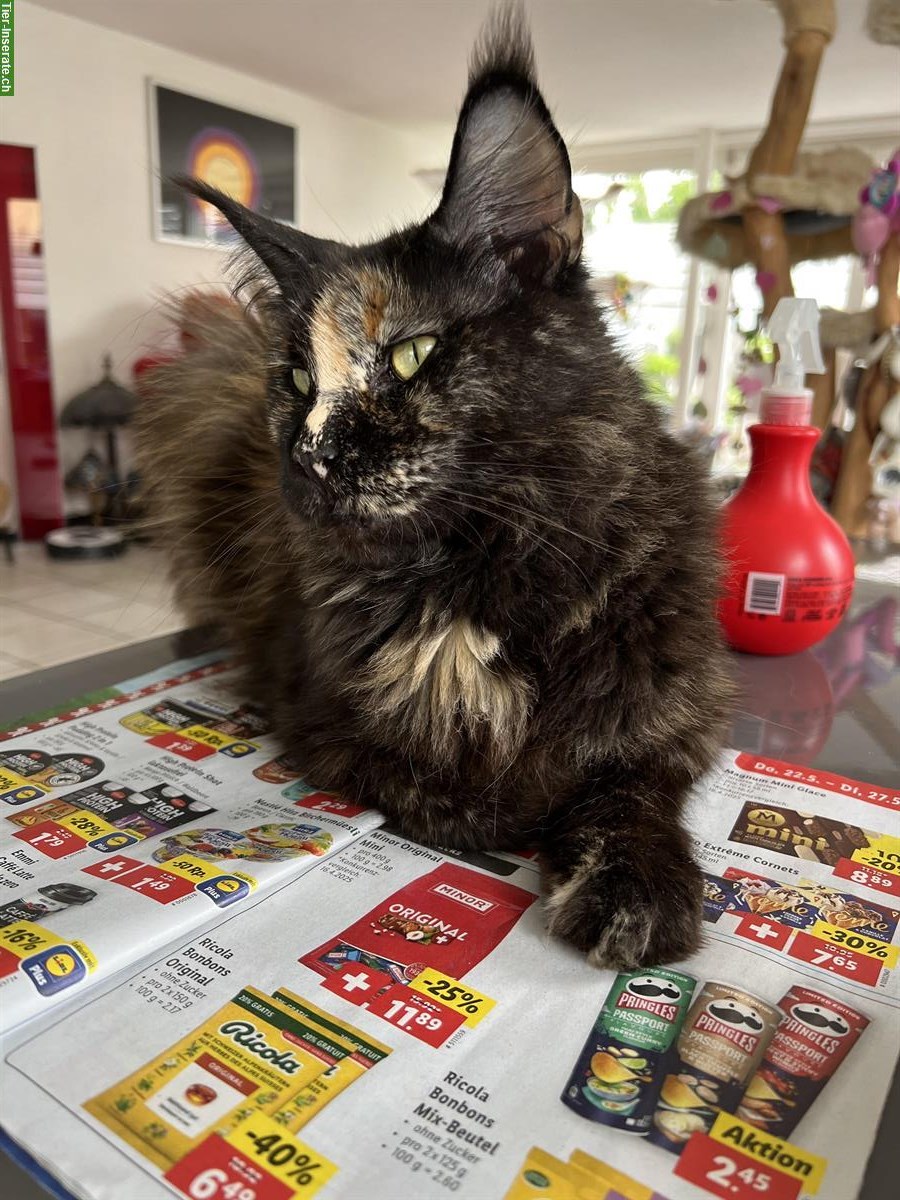 Bild 2: Maine Coon Kätzin Joyce vom Langholz