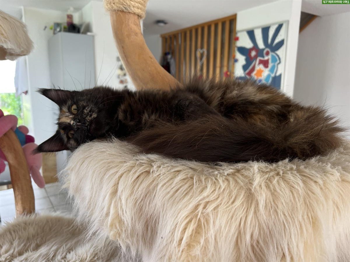 Bild 3: Maine Coon Kätzin Joyce vom Langholz