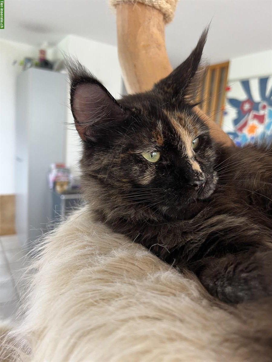 Bild 4: Maine Coon Kätzin Joyce vom Langholz