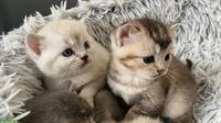 Reinrassige BKH Kitten stubenrein zu verkaufen