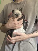 Neva Masquarade x Siam Kitten zu verkaufen
