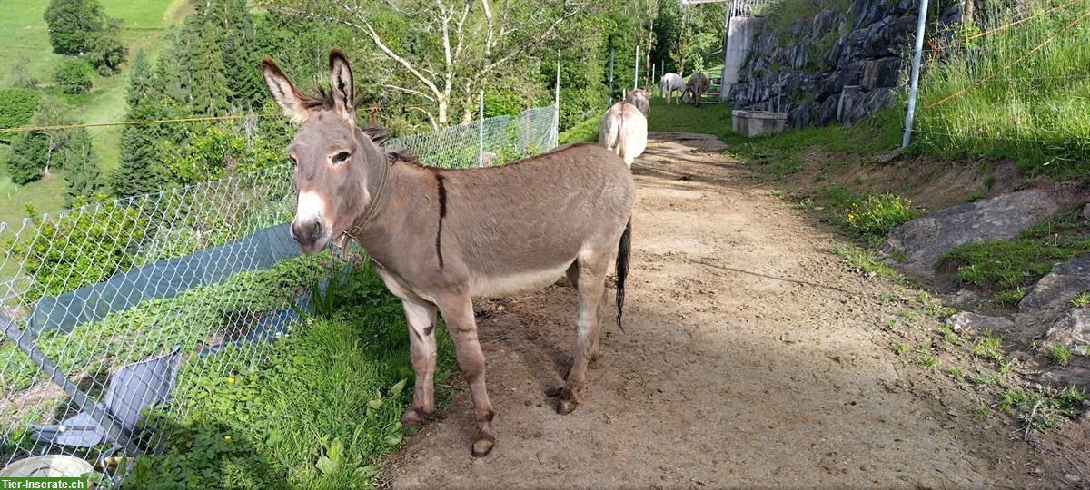 Lieber Esel Hengst zu verkaufen