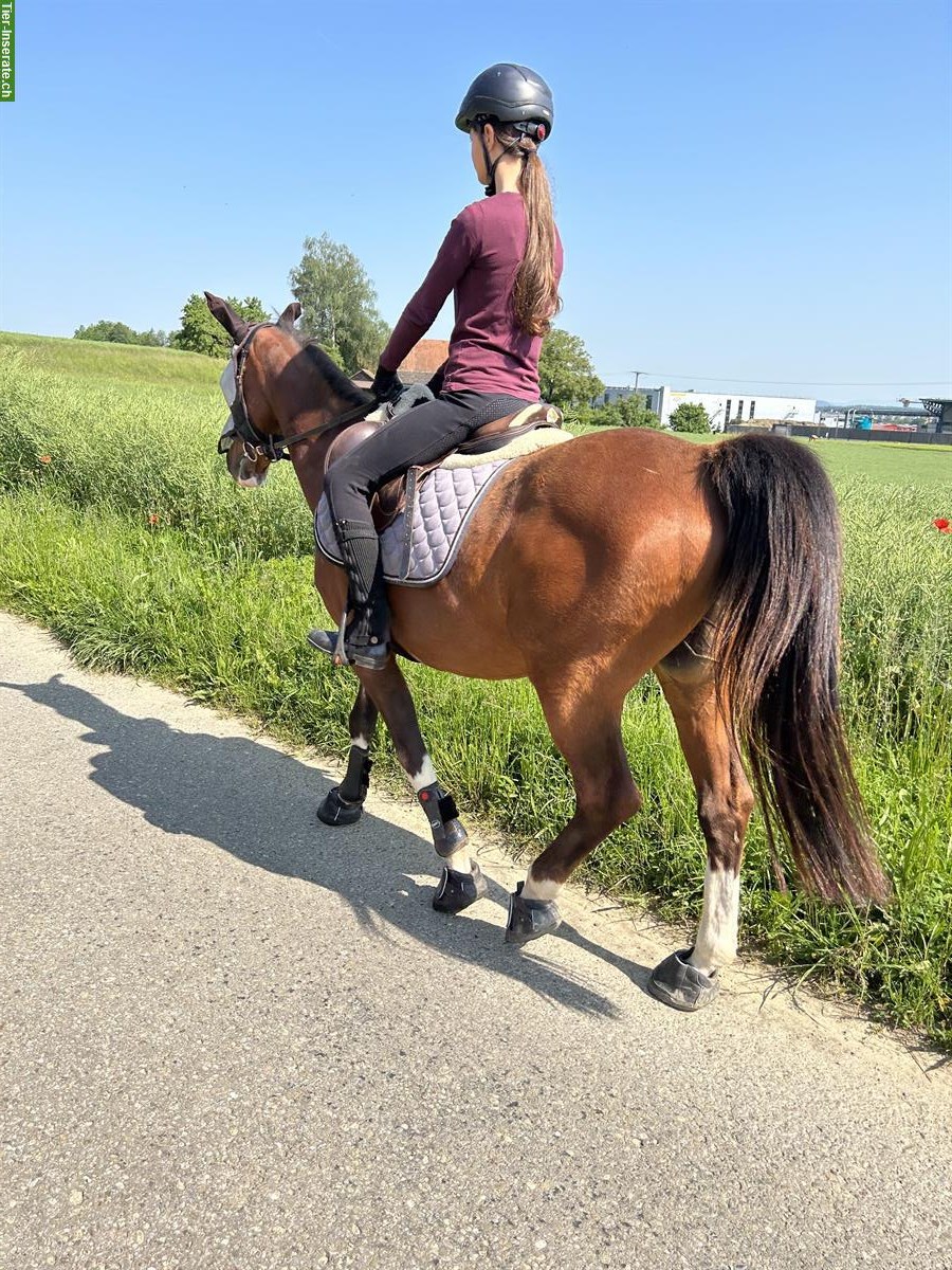Bild 2: Diverse Schulponys suchen Lebensplatz bei Privatpersonen