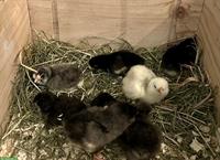 8 Küken Lavender Araucana zu verkaufen