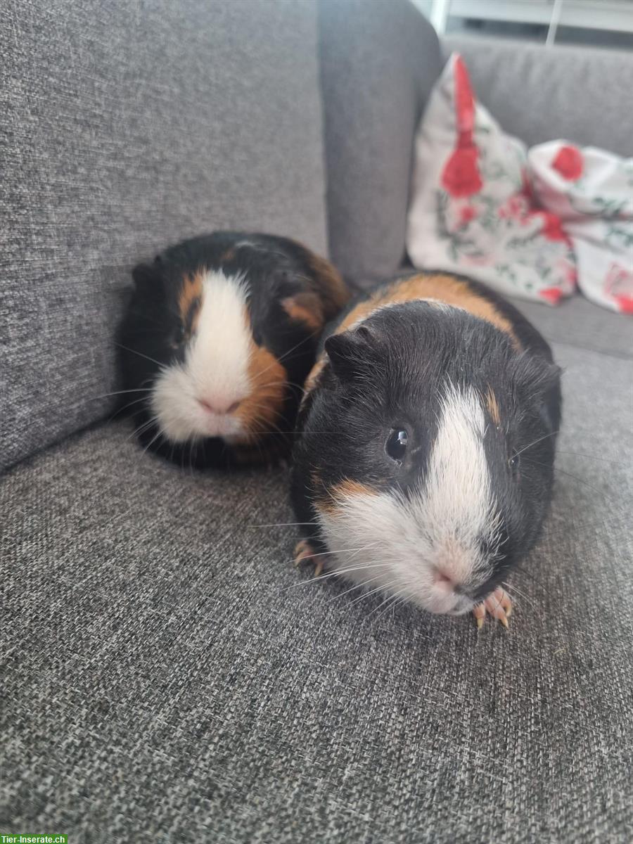 Zwei Meerschweinchen, 1-jährig zu verkaufen
