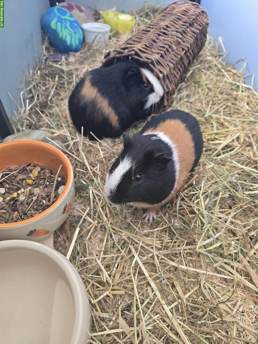Bild 2: Zwei Meerschweinchen, 1-jährig zu verkaufen