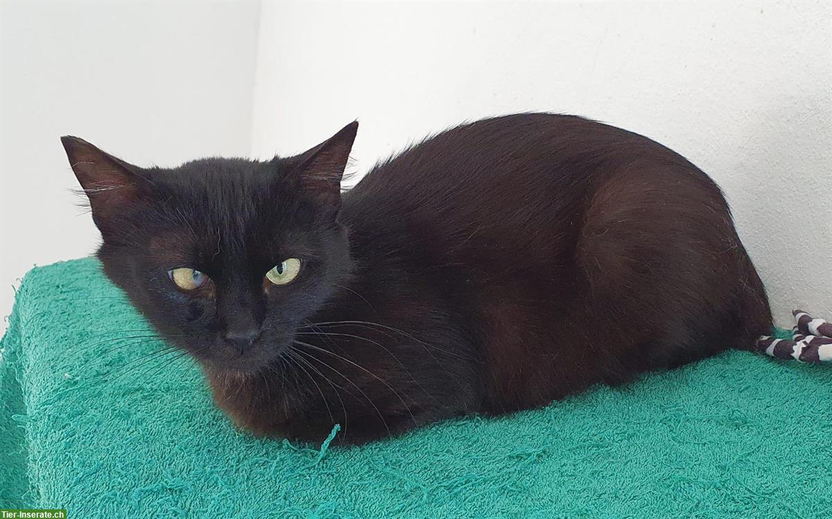 Ruhige und sehr liebe Katze sucht neue Familie