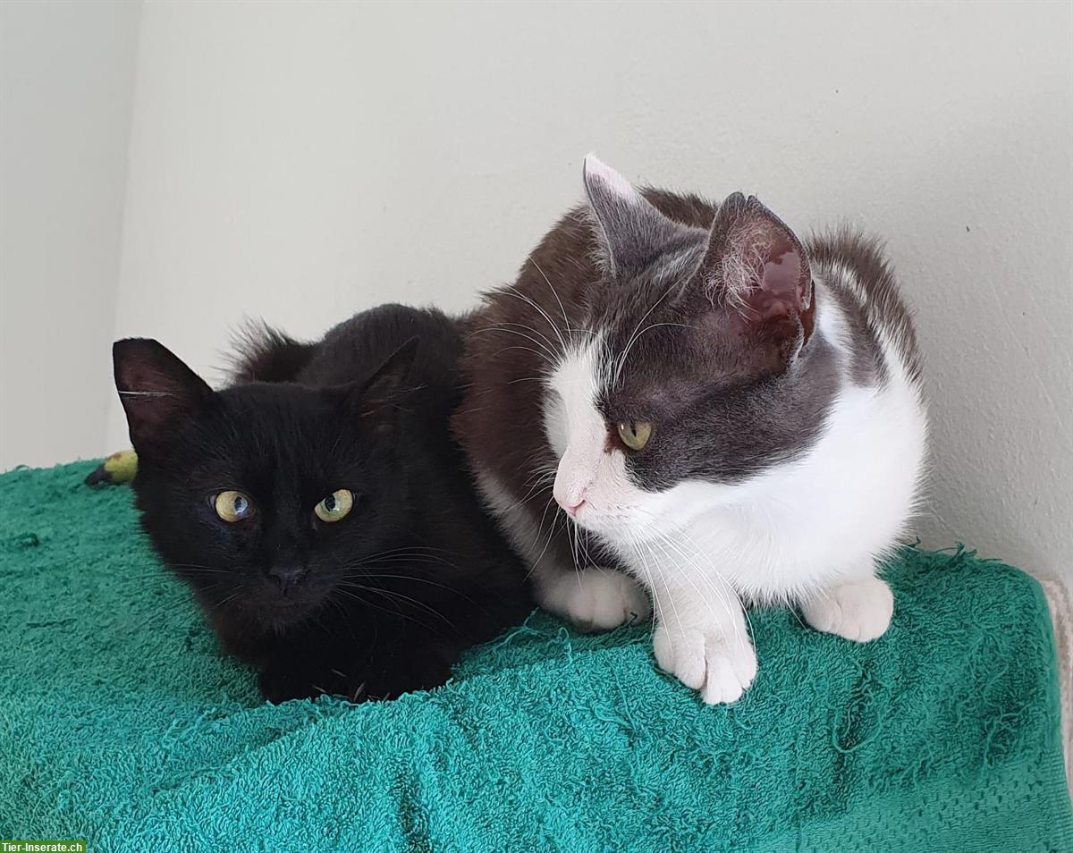 Bild 2: Ruhige und sehr liebe Katze sucht neue Familie