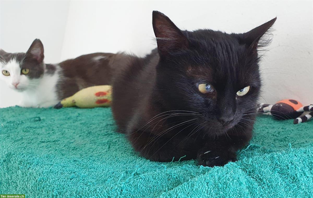 Bild 3: Ruhige und sehr liebe Katze sucht neue Familie