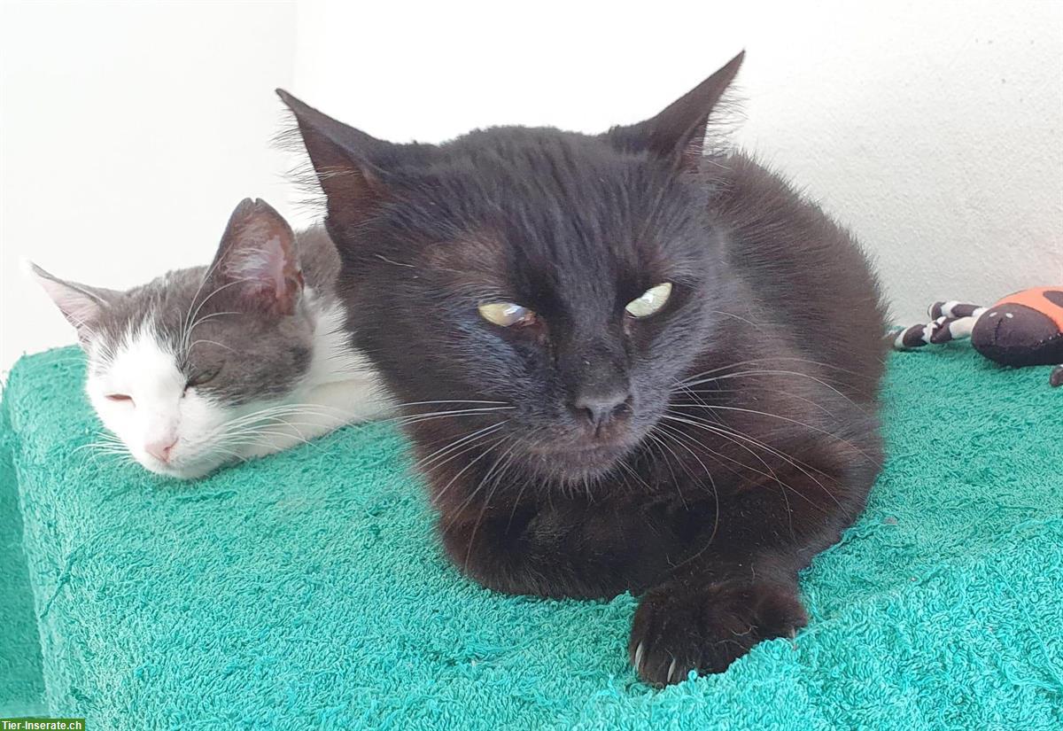 Bild 4: Ruhige und sehr liebe Katze sucht neue Familie