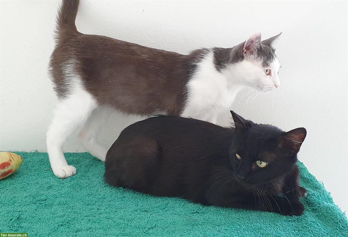 Bild 5: Ruhige und sehr liebe Katze sucht neue Familie
