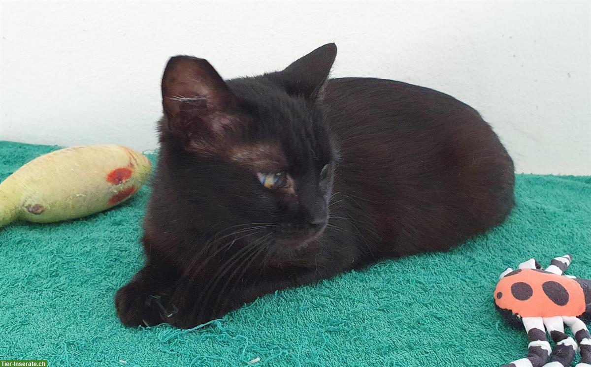 Bild 7: Ruhige und sehr liebe Katze sucht neue Familie