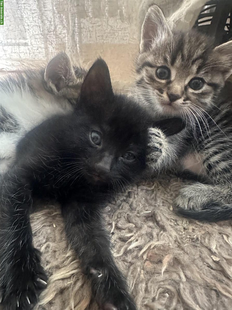 Kittenbabys Babykätzli suchen Zuhause