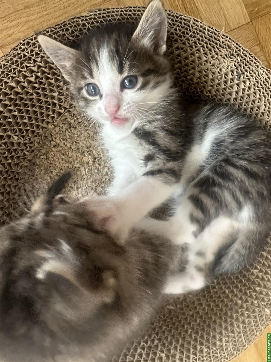 Bild 2: Kittenbabys Babykätzli suchen Zuhause