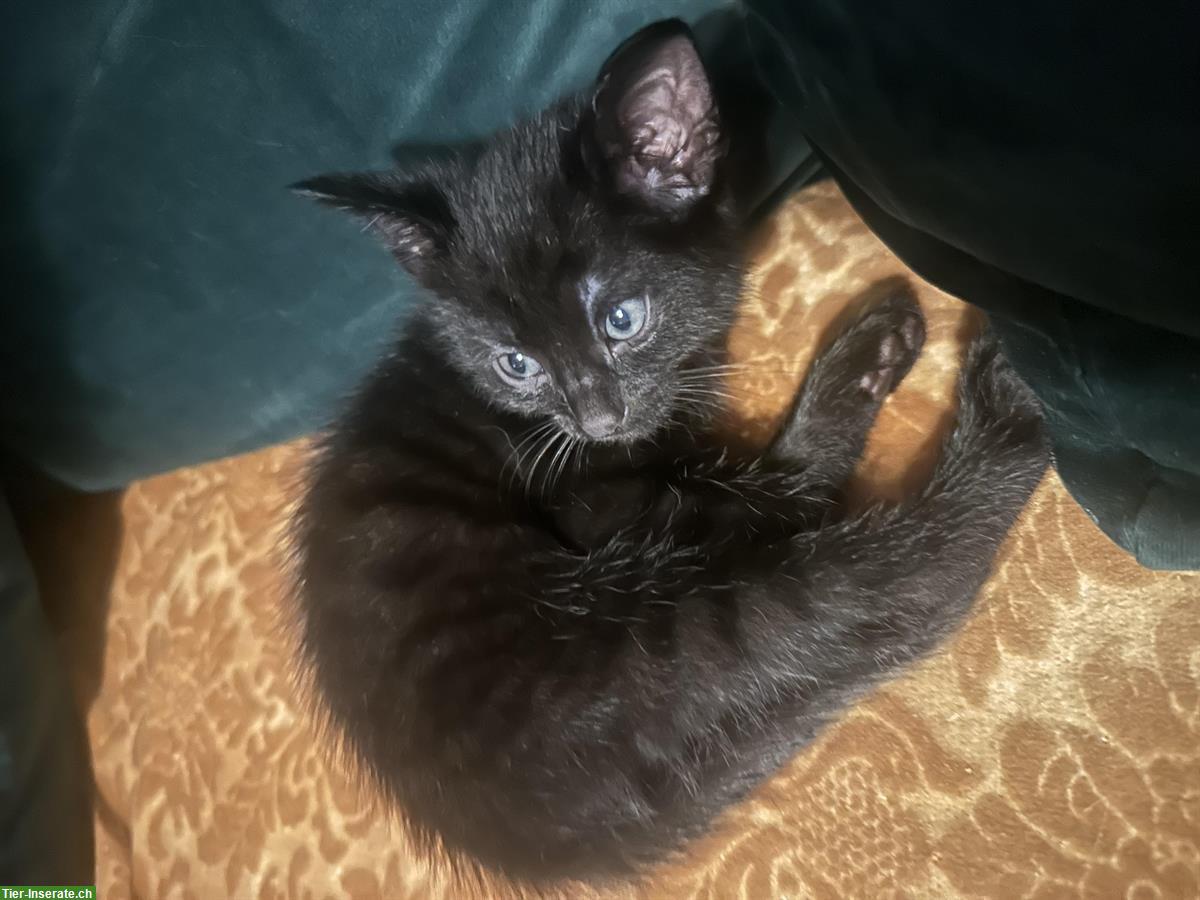 Bild 3: Kittenbabys Babykätzli suchen Zuhause