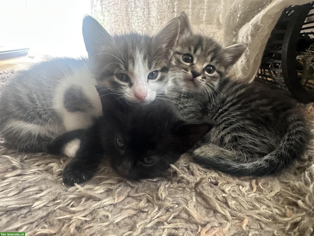 Bild 4: Kittenbabys Babykätzli suchen Zuhause