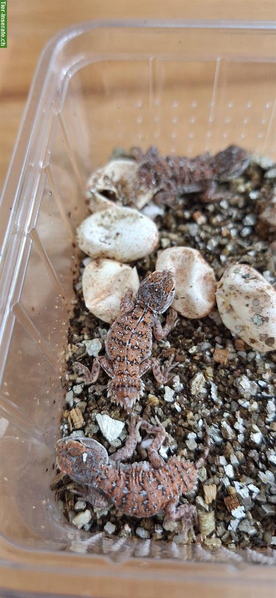 1.0.8 Xenagama taylori - Taylors Biberschwanzagamen
