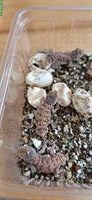 1.0.8 Xenagama taylori - Taylors Biberschwanzagamen