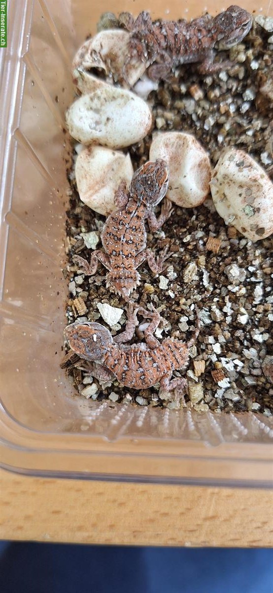 Bild 2: 1.0.8 Xenagama taylori - Taylors Biberschwanzagamen