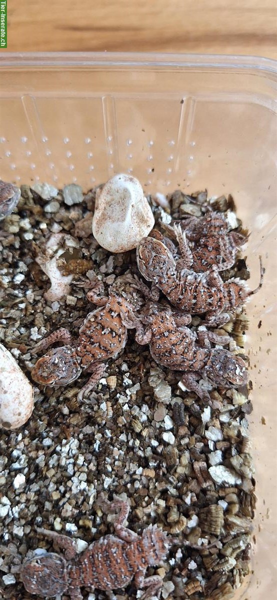 Bild 3: 1.0.8 Xenagama taylori - Taylors Biberschwanzagamen