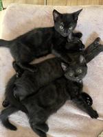 Schwarze Katzenbabys weiblich suchen ein Zuhause