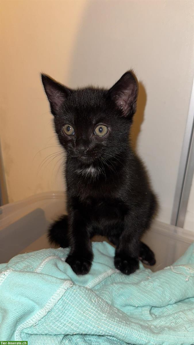 Bild 4: Schwarze Katzenbabys weiblich suchen ein Zuhause