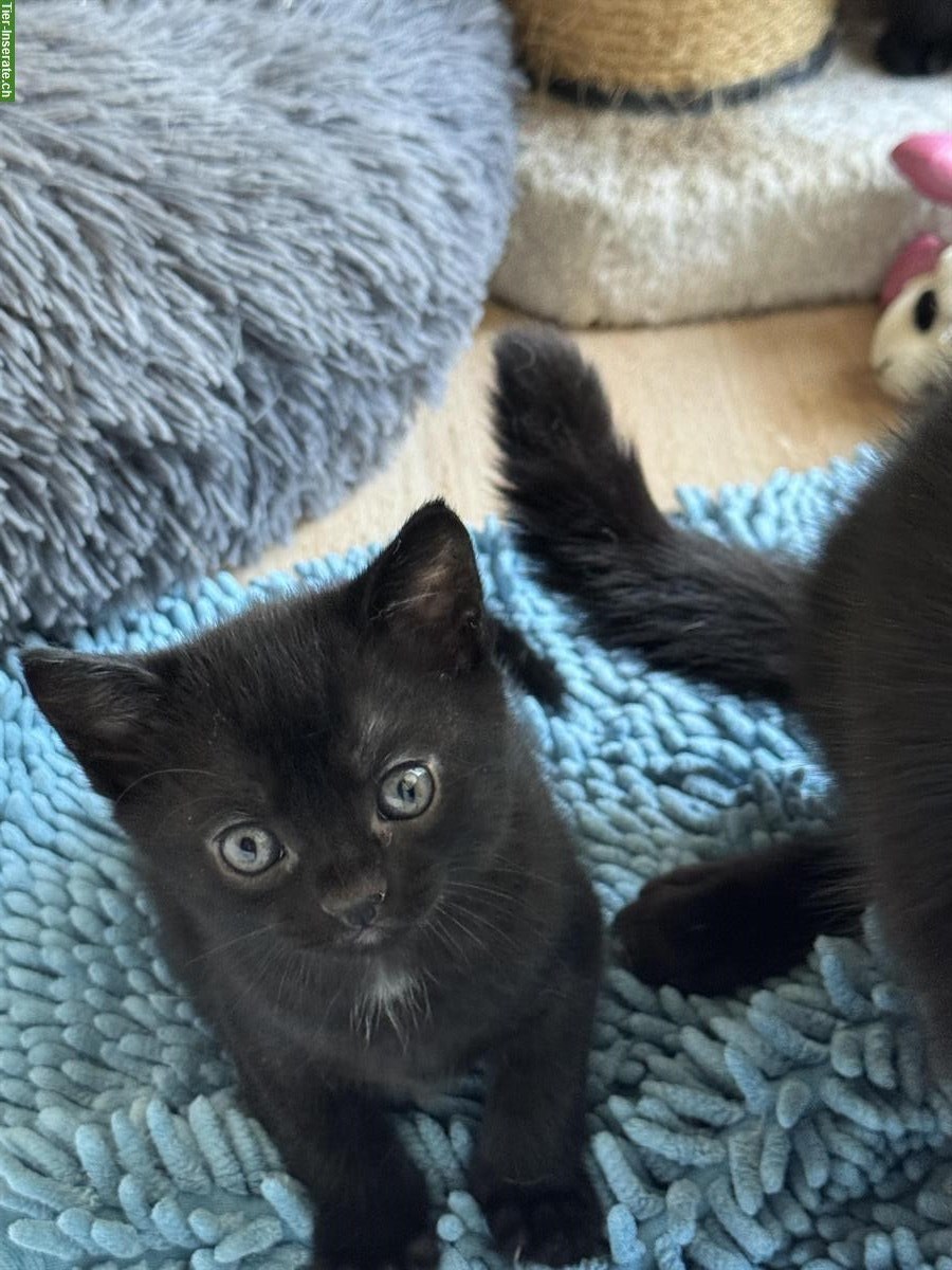 Bild 5: Schwarze Katzenbabys weiblich suchen ein Zuhause