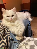 Schmuse Kater sucht ein Zuhause