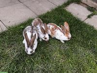 Schöne zahme Kaninchen abzugeben