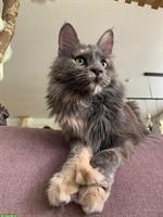Maine Coon Katzen Dame Poly sucht ein Zuhause