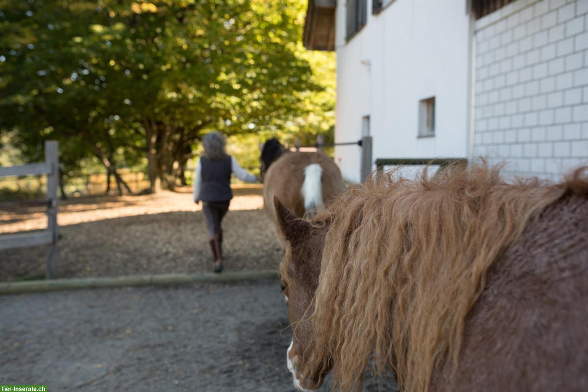Bild 3: Haus mit Stall - ein Naturparadies für Sie und Ihre Pferde