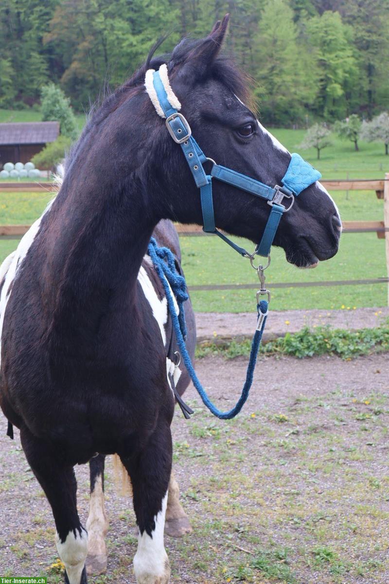 Hole dein Pferd aus dem Ausland