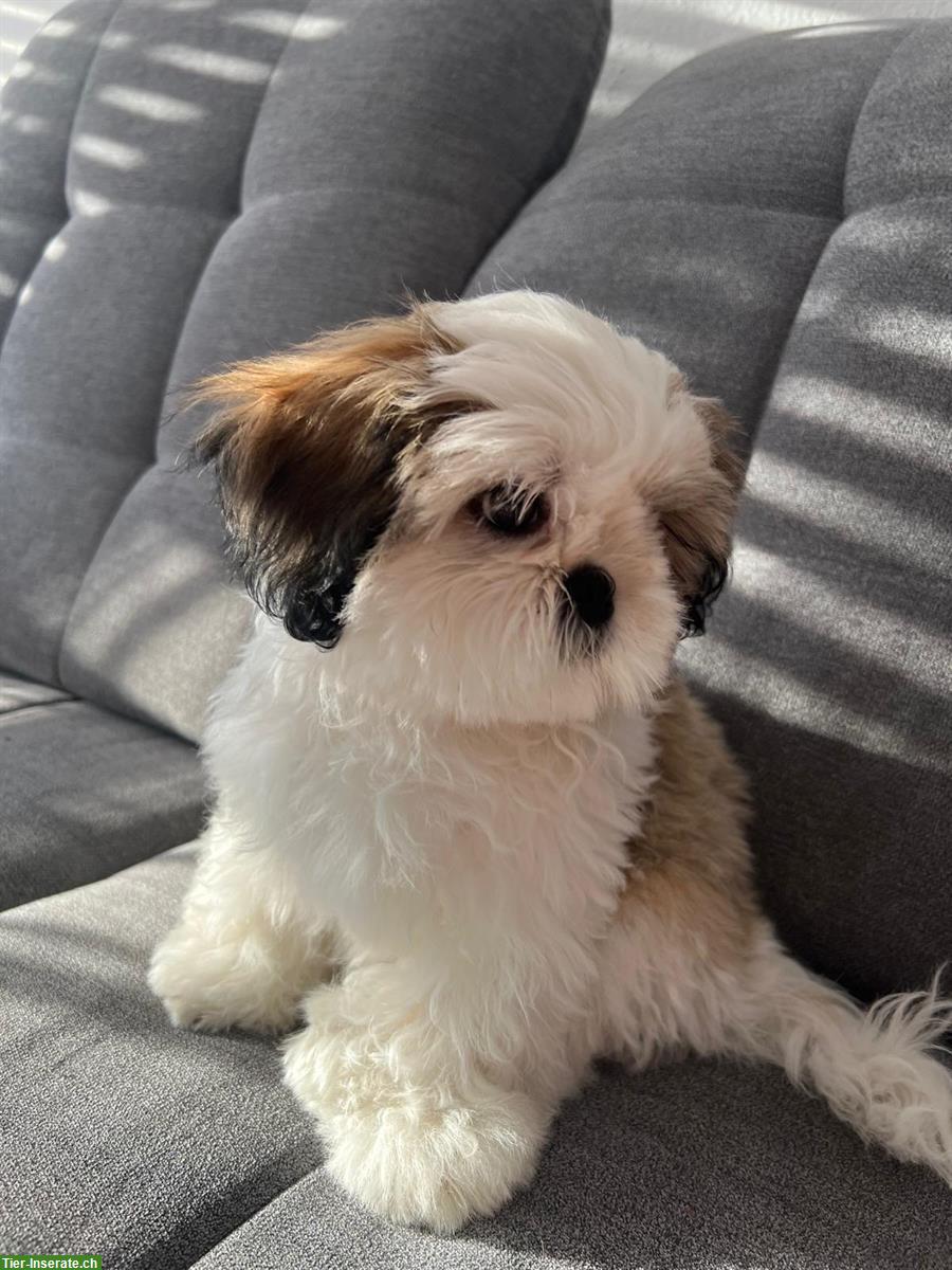 Junge Shih Tzu Hündin zu verkaufen