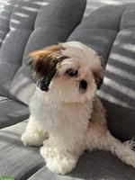 Junge Shih Tzu Hündin zu verkaufen