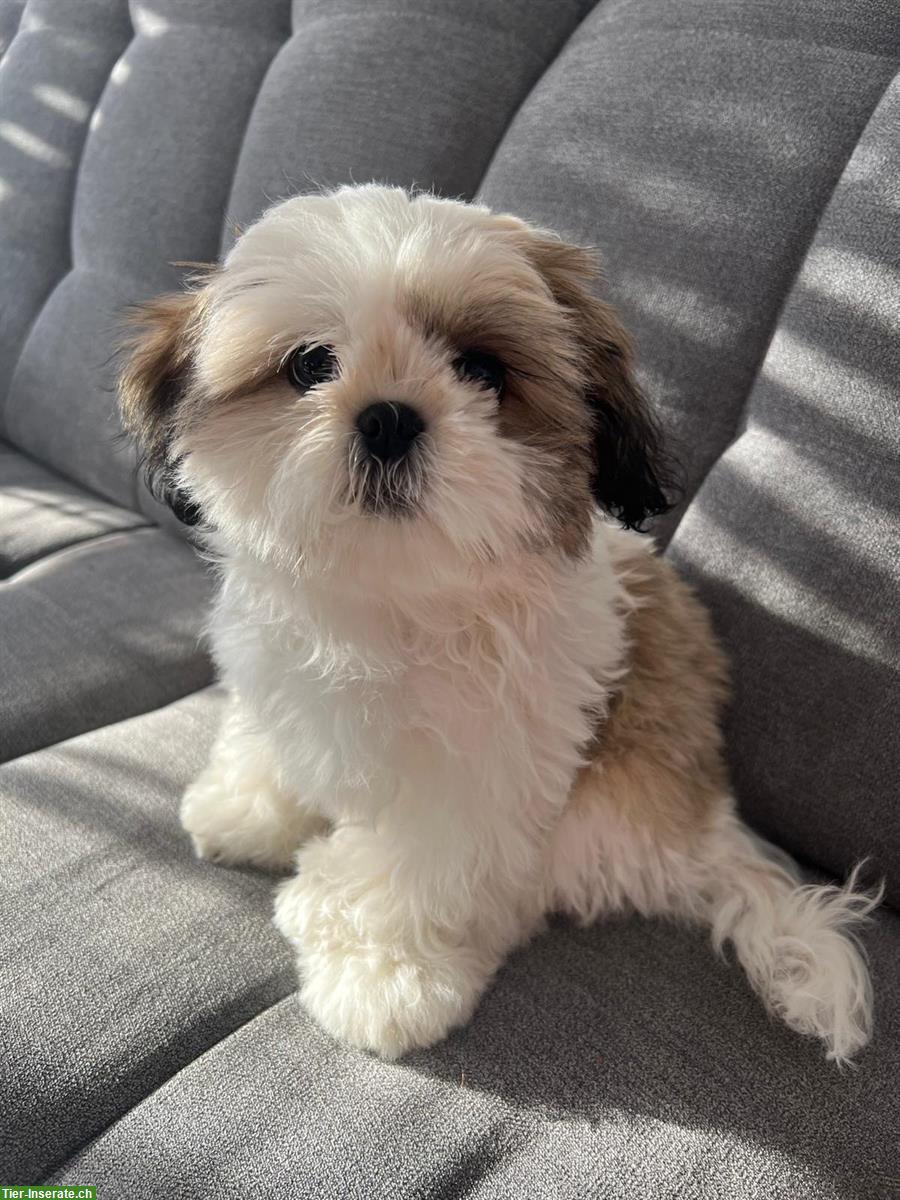 Bild 2: Junge Shih Tzu Hündin zu verkaufen