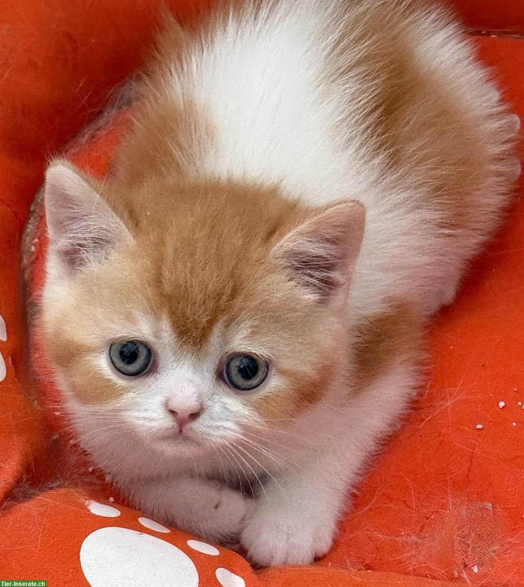 Rot-weisses Britisch Kurzhaar Katzenbaby