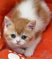Rot-weisses Britisch Kurzhaar Katzenbaby
