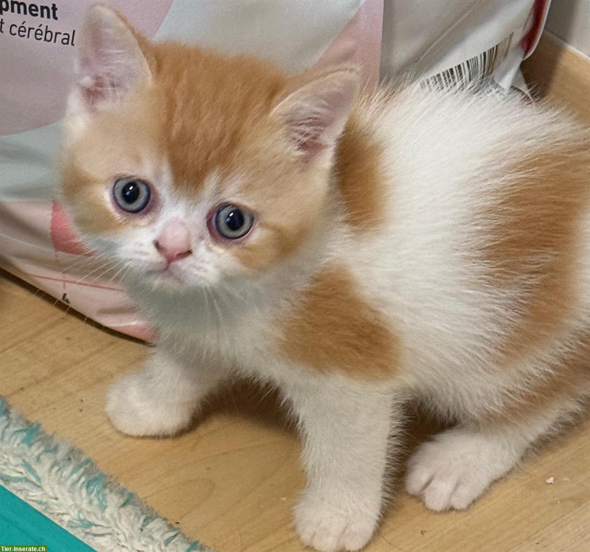 Bild 2: Rot-weisses Britisch Kurzhaar Katzenbaby