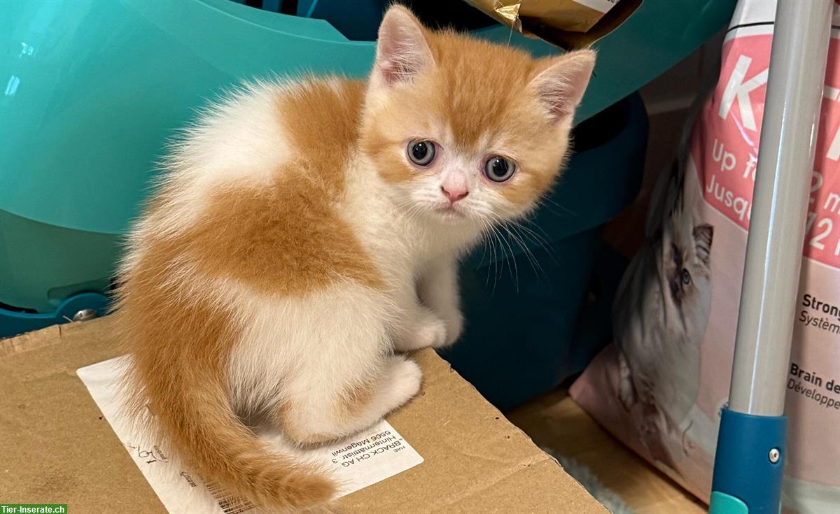 Bild 3: Rot-weisses Britisch Kurzhaar Katzenbaby