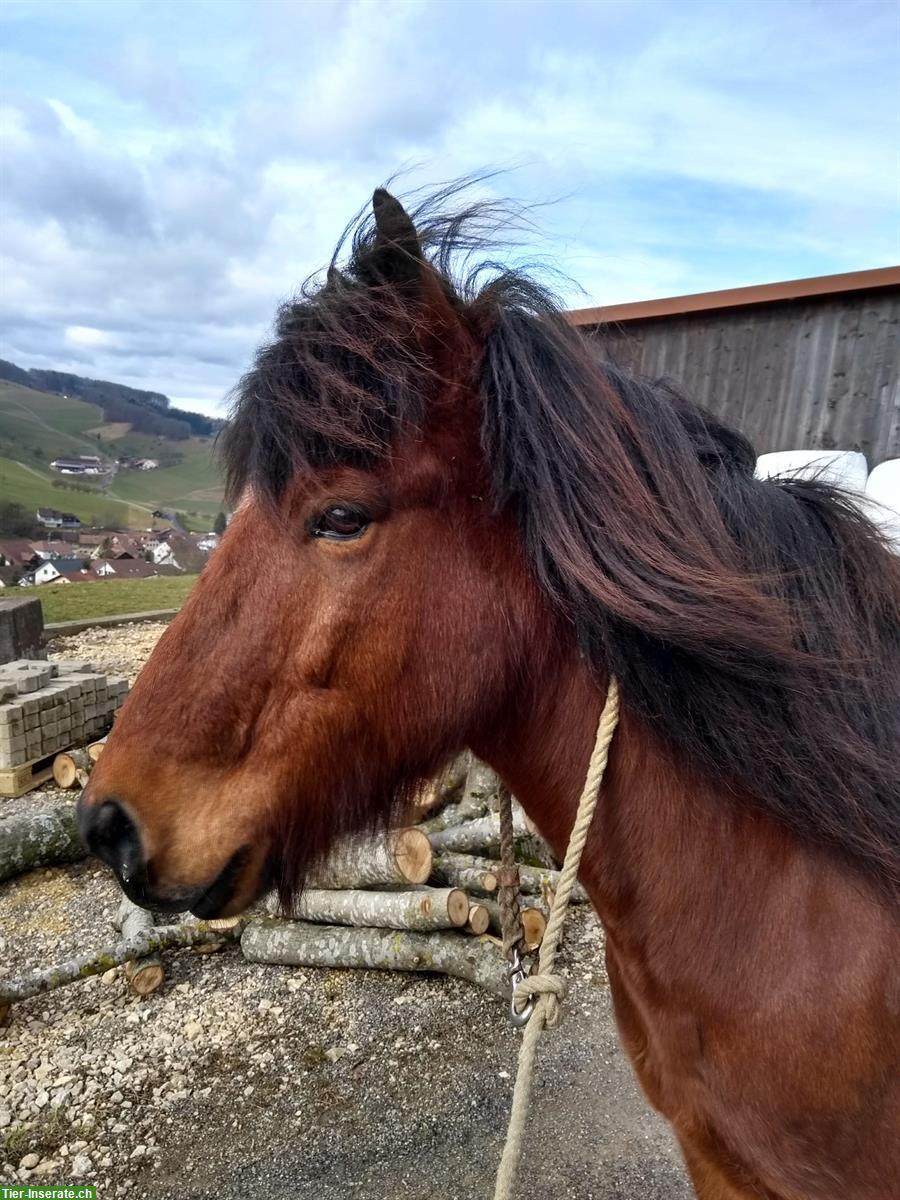 Pflege-/Reitbeteiligung für Isländer Wallach, Baselland