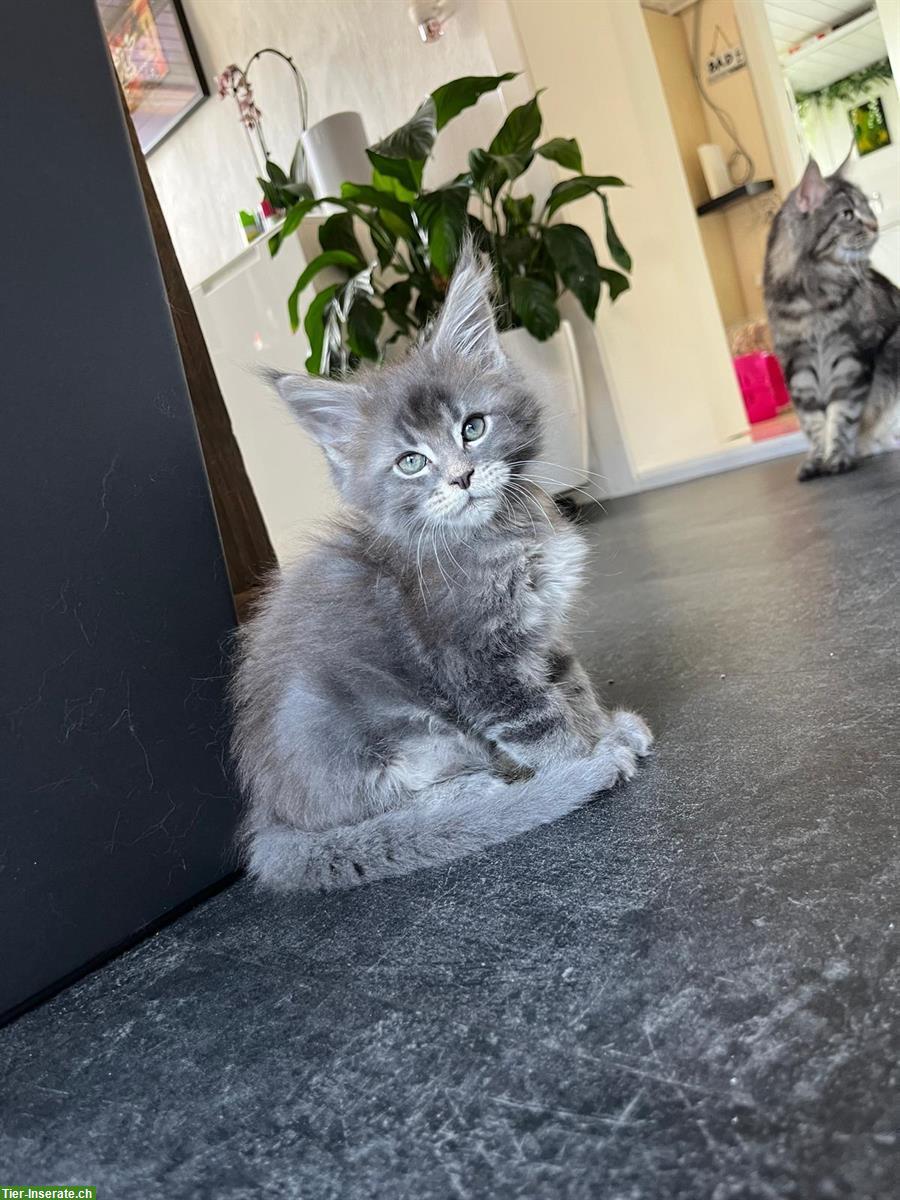 Wunderschöne Maine Coon Kitten mit Stammbaum