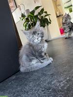 Wunderschöne Maine Coon Kitten mit Stammbaum