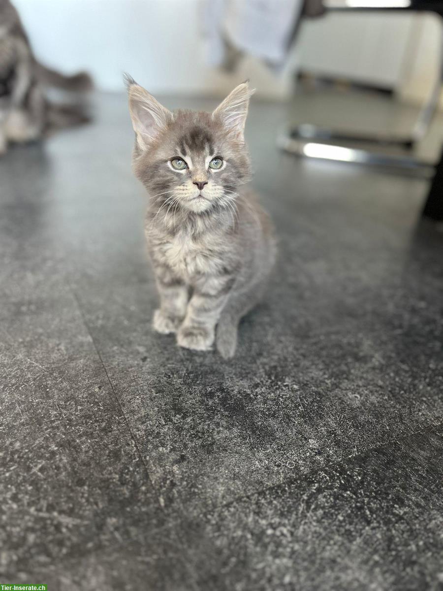 Bild 10: Wunderschöne Maine Coon Kitten mit Stammbaum