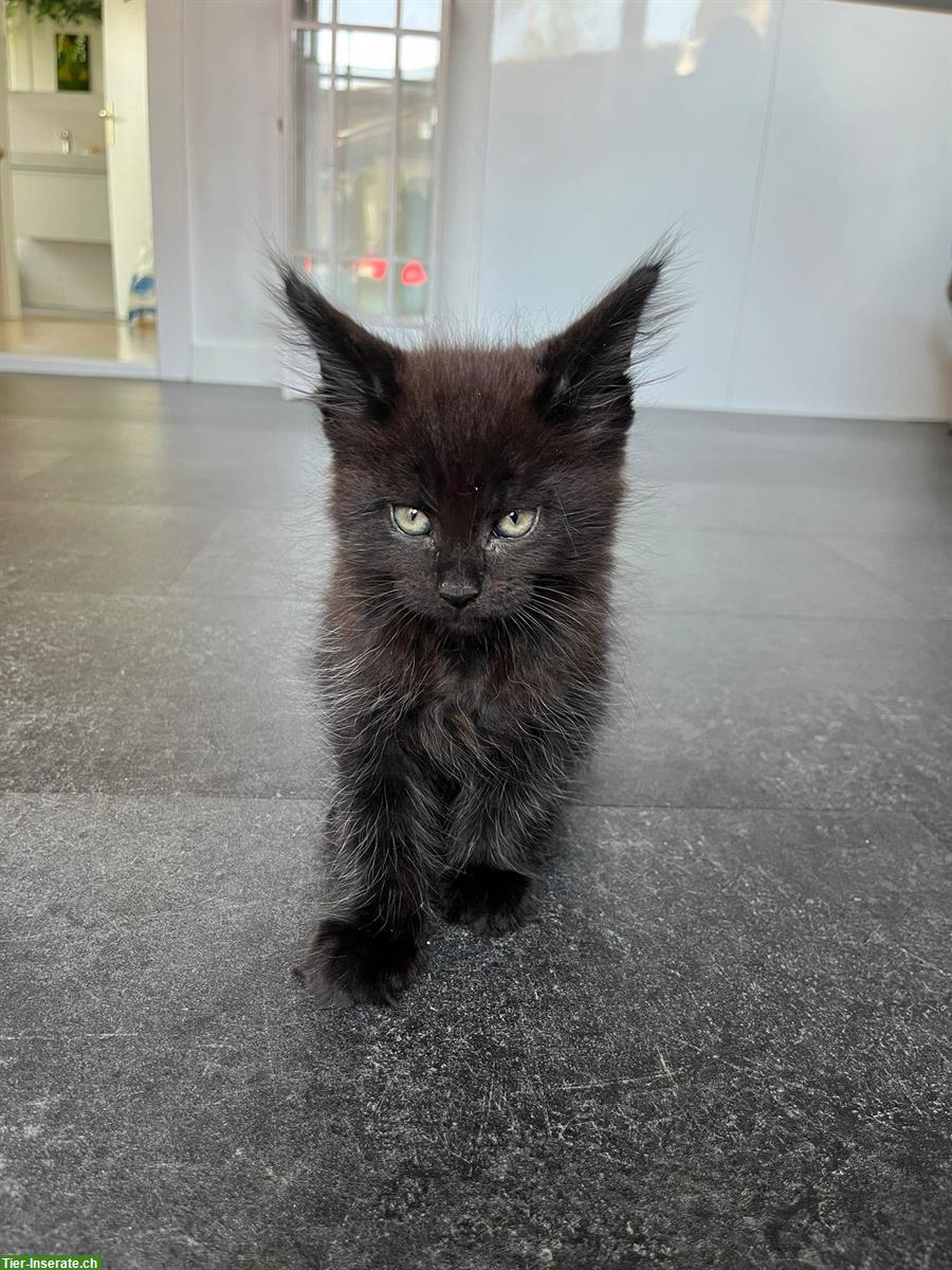 Bild 2: Wunderschöne Maine Coon Kitten mit Stammbaum