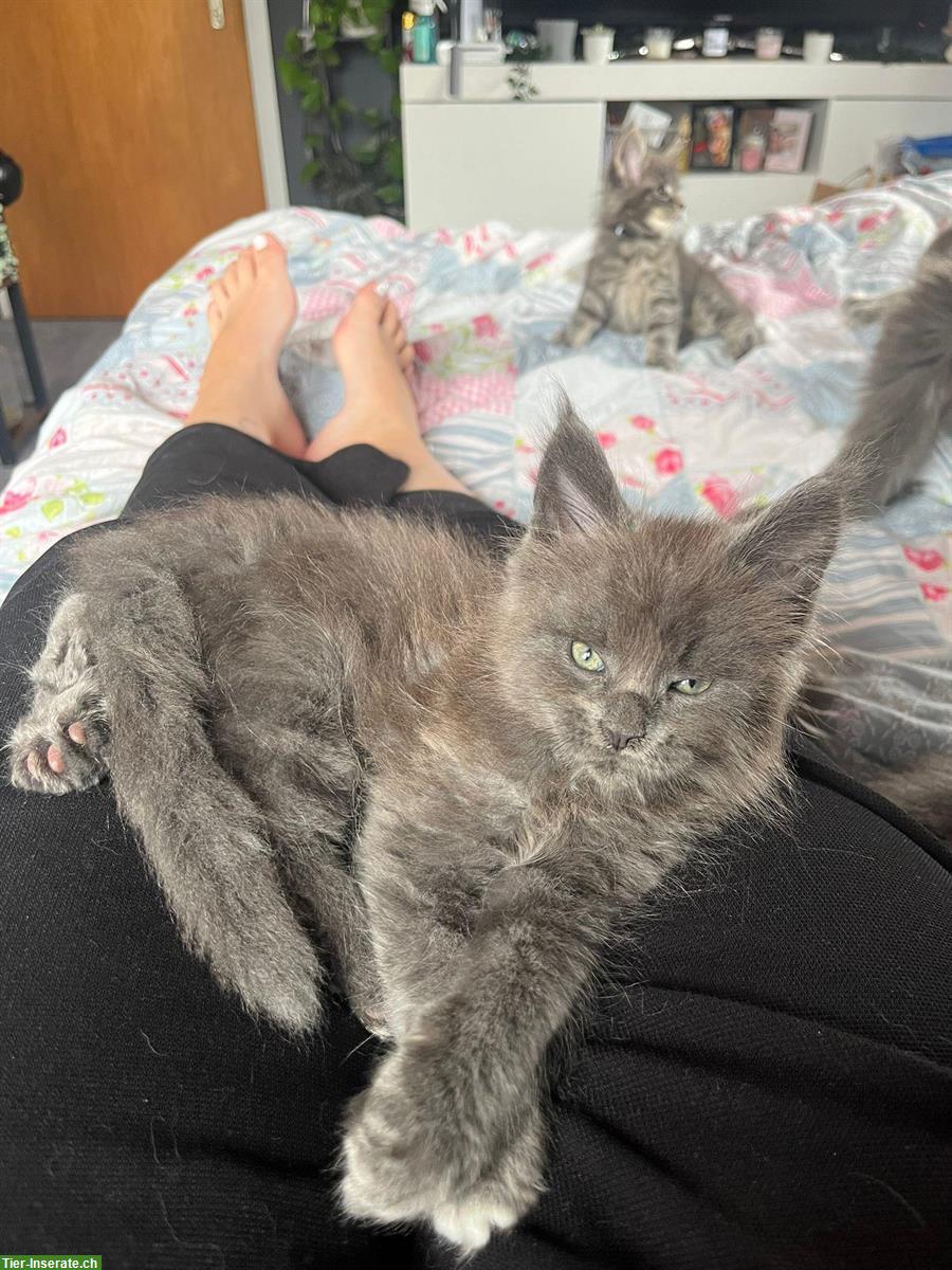Bild 4: Wunderschöne Maine Coon Kitten mit Stammbaum