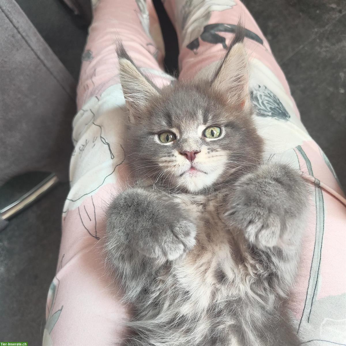 Bild 5: Wunderschöne Maine Coon Kitten mit Stammbaum