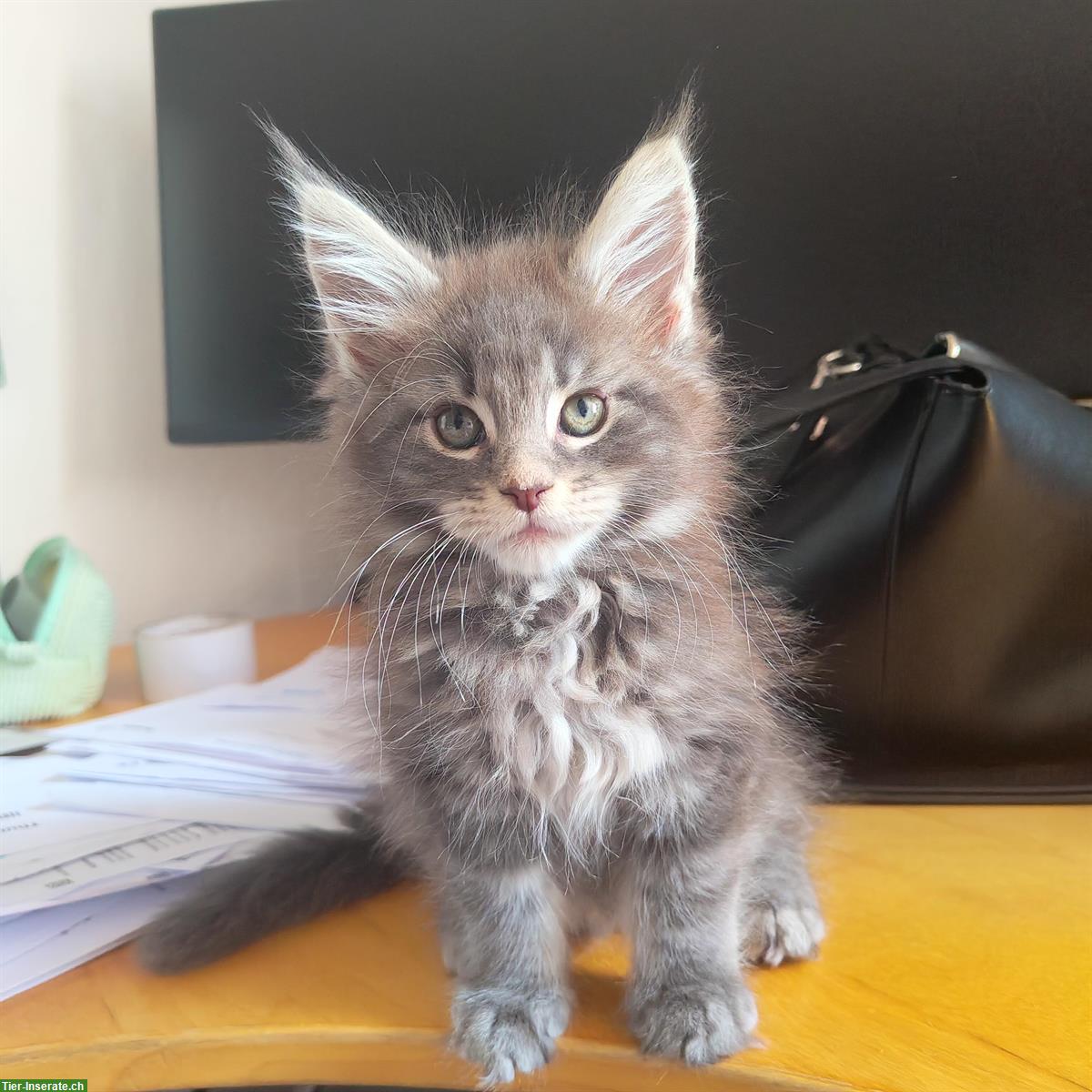 Bild 6: Wunderschöne Maine Coon Kitten mit Stammbaum