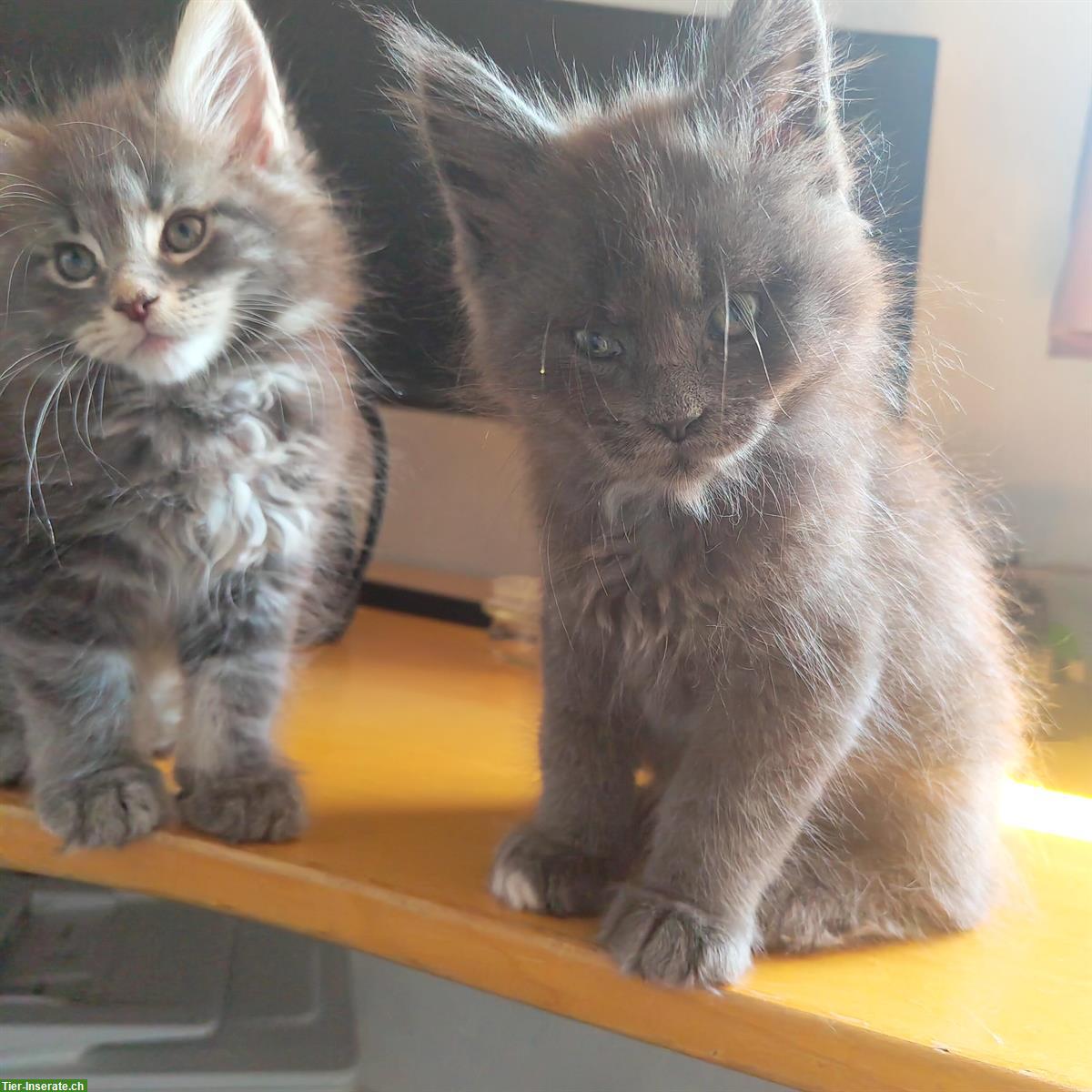 Bild 7: Wunderschöne Maine Coon Kitten mit Stammbaum