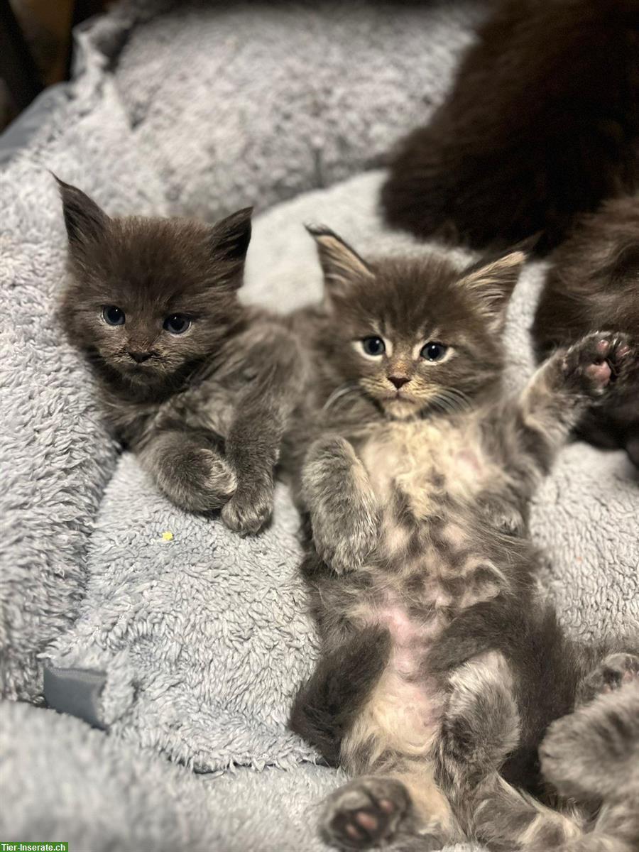 Bild 9: Wunderschöne Maine Coon Kitten mit Stammbaum